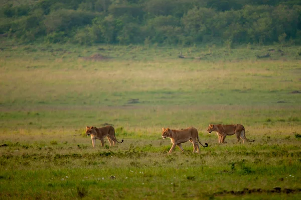 Female Lion hunting antelope in Kenya Africa