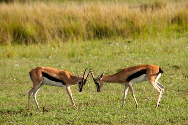 Gazela Přirozeném Prostředí Keni Afrika — Stock fotografie