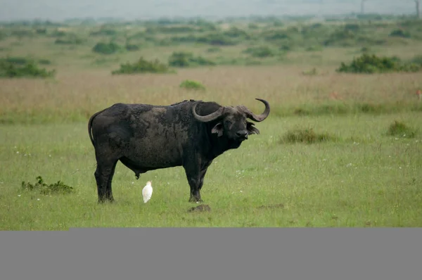 Kapbüffel Tierwelt Aus Nächster Nähe Kenia Afrika — Stockfoto