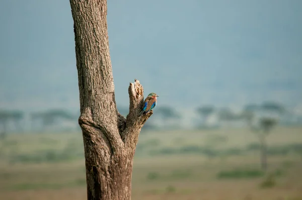 Rouleau Rouleau Poitrine Lilas Coracias Caudatus Réserve Nationale Kenya Afrique — Photo