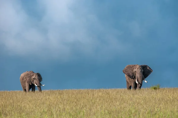 Elefantes Africanos Loxodonta Africana Parque Nacional Kenia África Orden Proboscidea — Foto de Stock