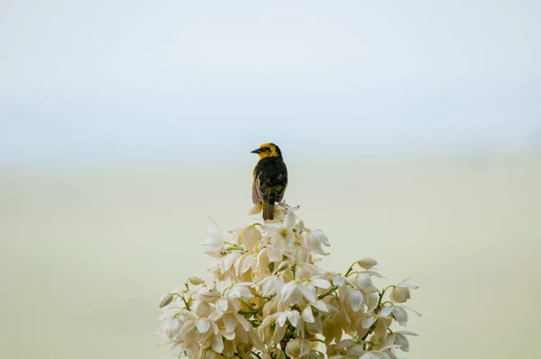 Птица Baglafeus Baglafeus Плоцеус Baglafeus Цветке Юкки Кения Африка — стоковое фото