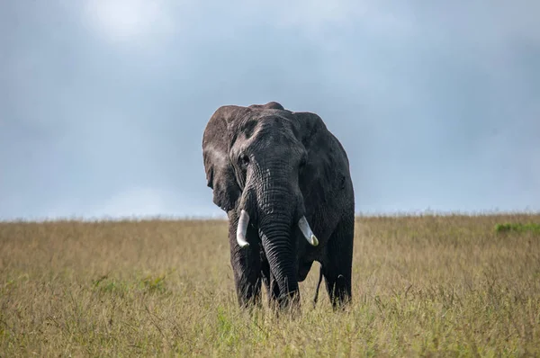 Elefantes Africanos Loxodonta Africana Parque Nacional Quénia África Ordem Proboscidea Fotos De Bancos De Imagens