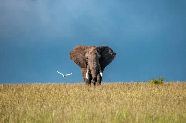 Elefantes Africanos Loxodonta Africana Parque Nacional Kenia África Orden Proboscidea Imágenes De Stock Sin Royalties Gratis