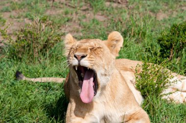 Doğal yaşam alanı yaban hayatı Kenya Afrika'daki dişi aslan