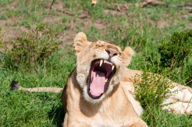 Doğal yaşam alanı yaban hayatı Kenya Afrika'daki dişi aslan