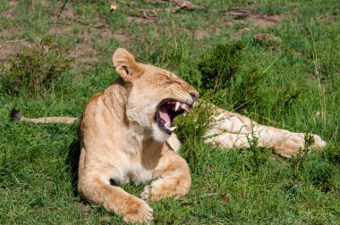 Doğal yaşam alanı yaban hayatı Kenya Afrika'daki dişi aslan