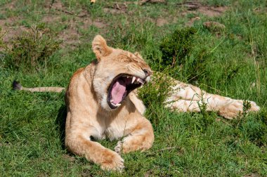 Doğal yaşam alanı yaban hayatı Kenya Afrika'daki dişi aslan