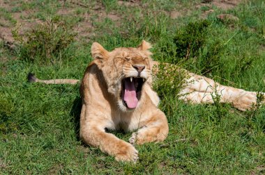 Doğal yaşam alanı yaban hayatı Kenya Afrika'daki dişi aslan