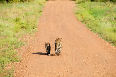 Afrika leopar anne ve bebek yaban hayatı Kenya