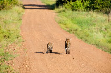 Afrika leopar anne ve bebek yaban hayatı Kenya
