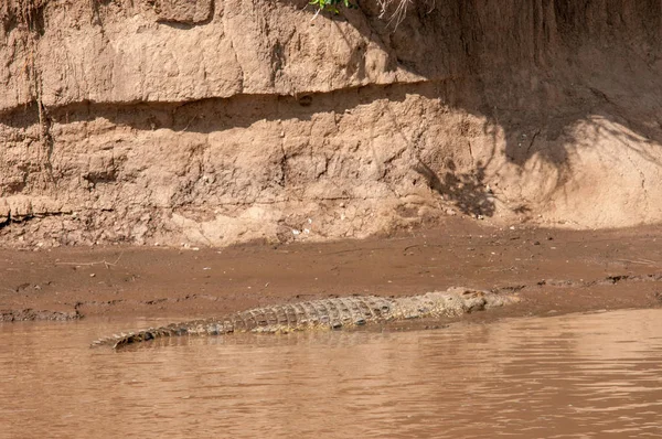 Crocodilo Nilo Crocodylus Niloticus Reserva Nacional Quénia África — Fotografia de Stock