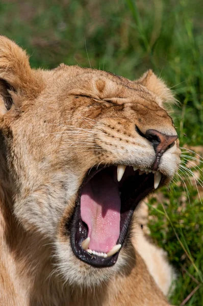 Female Lion Natural Habitat Wildlife Kenya Africa — Stock Photo, Image