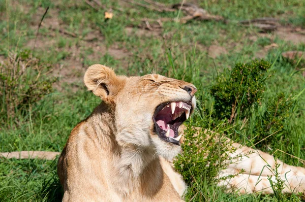 Löwenweibchen Natürlichem Lebensraum Wildtiere Kenia Afrika — Stockfoto