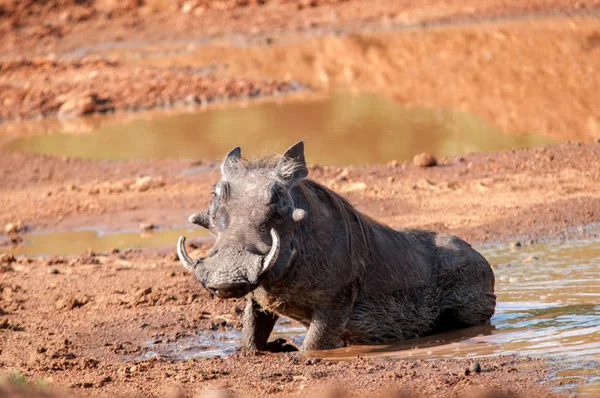 Warzenschwein Phacochoerus Africanus Nationales Reservat Kenia Afrika — Stockfoto