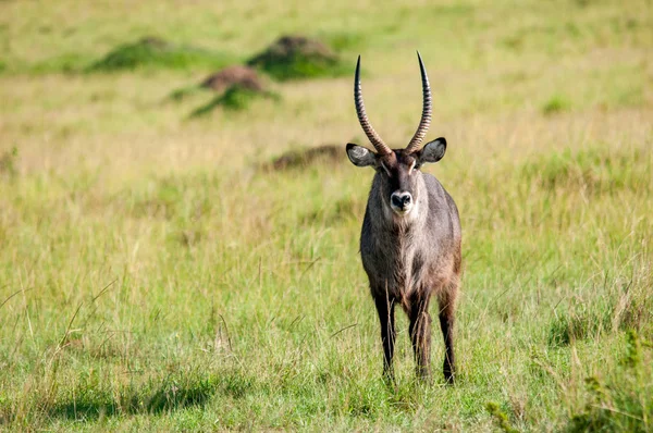 Gemeenschappelijke Waterbok Kobus Ellipsiprymnus Man National Park Kenia Afrika — Stockfoto