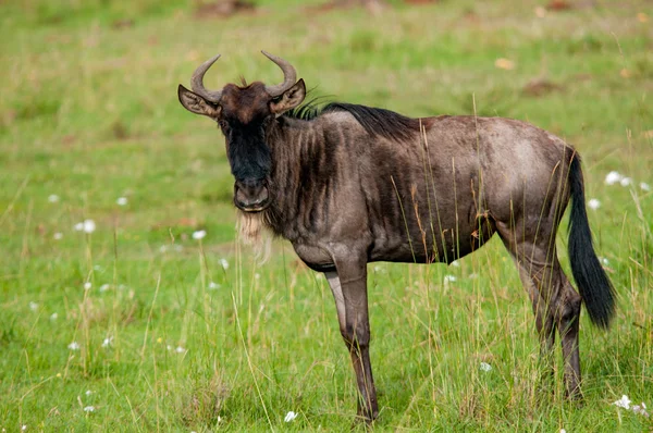 Gnu Connochaetes Taurinus Czerwona Trawa Owsa Narodowy Masai Mara Kenia — Zdjęcie stockowe