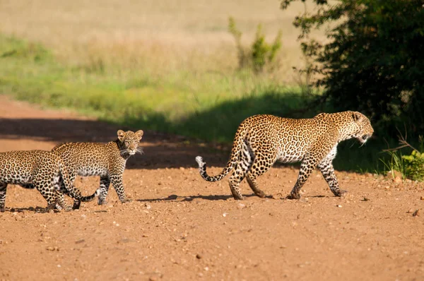 Αφρικανική Λεοπάρδαλη Μητέρα Και Την Κένυα Wildlife Μωρό — Φωτογραφία Αρχείου