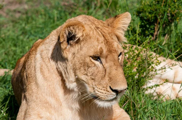 León Hembra Hábitat Natural Vida Silvestre Kenia África Imagen De Stock