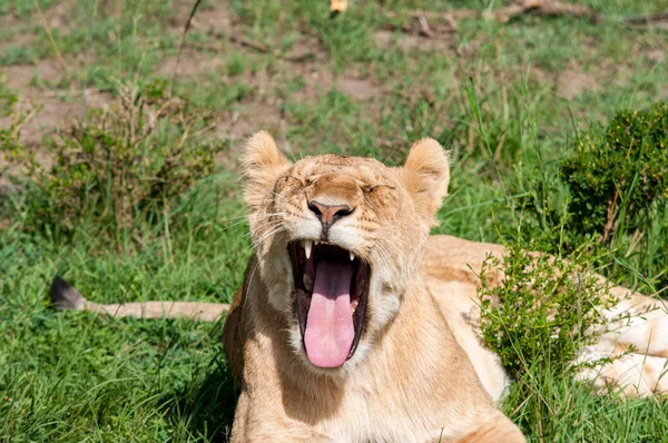 León Hembra Hábitat Natural Vida Silvestre Kenia África Fotos De Stock