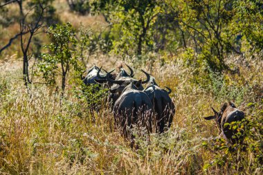 Manda, Connochaetes taurinus, kırmızı yulaf ot, Ulusal Rezerv, Güney Afrika