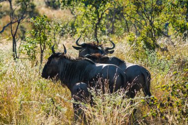 Manda, Connochaetes taurinus, kırmızı yulaf ot, Ulusal Rezerv, Güney Afrika
