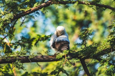 Güney Afrika Güney alaca Babblers