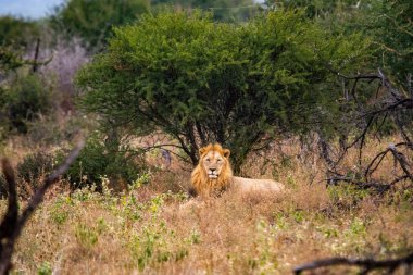 Aslan çim Güney Afrika