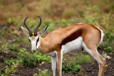 Springbok antilop, safari, Güney Afrika