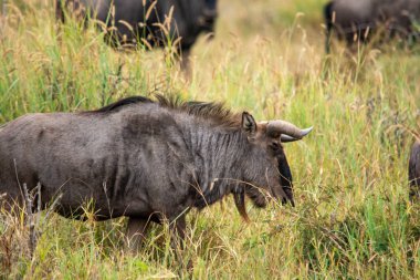 Manda, Connochaetes taurinus, kırmızı yulaf ot, Ulusal Rezerv, Güney Afrika