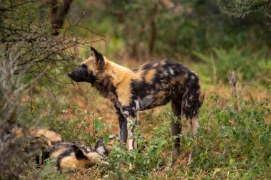 Milli park, Güney Afrika, Lycaon pictus ailesindeki Afrika yaban köpeği