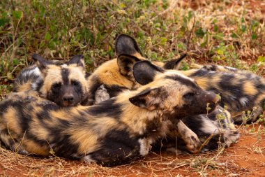 Milli park, Güney Afrika, Lycaon pictus ailesindeki Afrika yaban köpeği