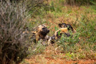 Milli park, Güney Afrika, Lycaon pictus ailesindeki Afrika yaban köpeği