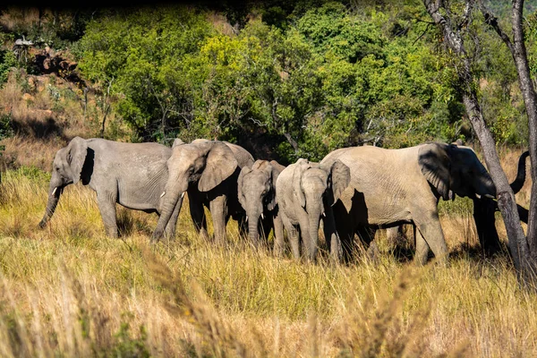 Elefante Nel Parco Nazionale Del Sudafrica — Foto Stock