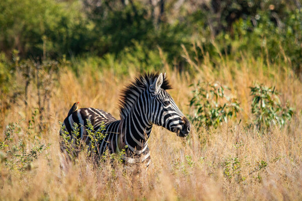 Wild zebras in the savannah of Namibia in South Africa