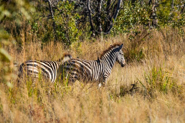 Wild Zebras Savannah Namibia South Africa — Stock Photo, Image