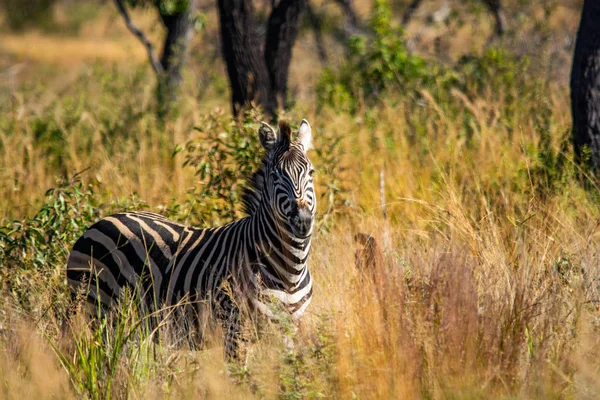 Zèbres Sauvages Dans Savane Namibie Afrique Sud — Photo