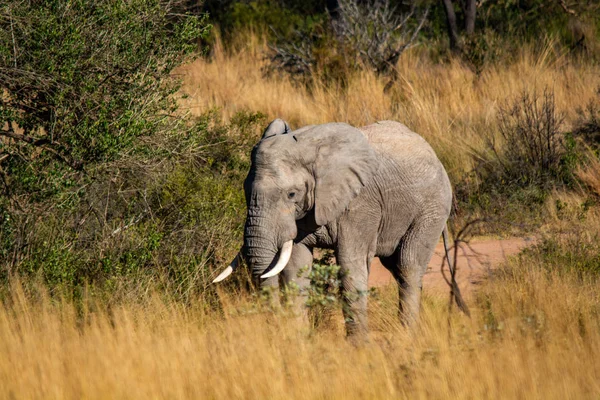 Olifant Zuid Afrika Nationaal Park — Stockfoto