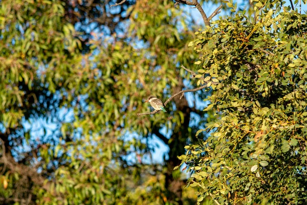 Kingfisher Striped Kingfisher Halcyon Chelicuti Reserva Nacional Sudáfrica Orden Coraciiformes — Foto de Stock