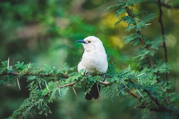 Νότια Pied Babblers Στη Νότια Αφρική — Φωτογραφία Αρχείου