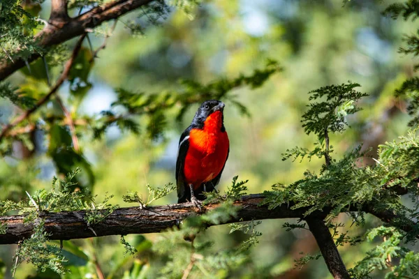 Kızıl Göğüslü Örümcek Kuşu Ağaç Güney Afrika — Stok fotoğraf