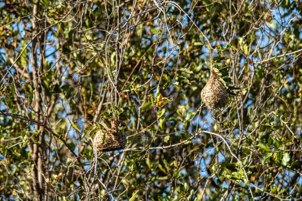 Nido Aves Árbol Sudáfrica — Foto de Stock