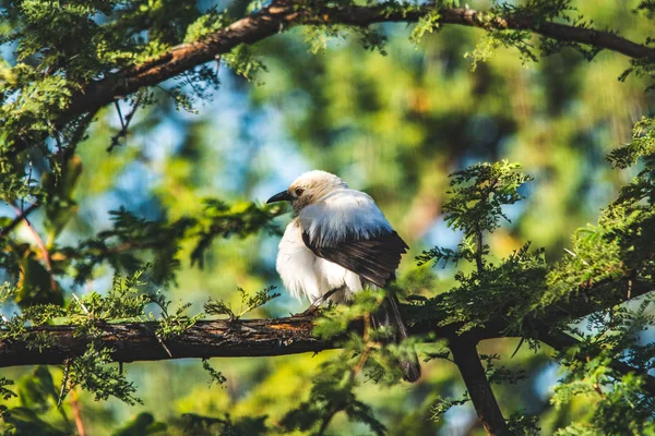 Southern Pied Babblers Afrique Sud — Photo