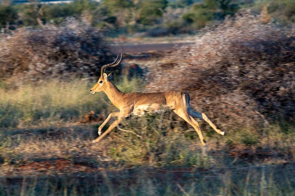 Impala Aepyceros Melampus Reserva Nacional Sudáfrica —  Fotos de Stock