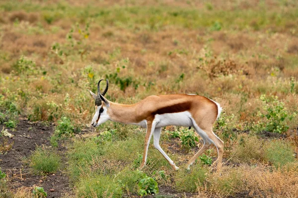 Springbok Antielope Safari Afrique Sud — Photo