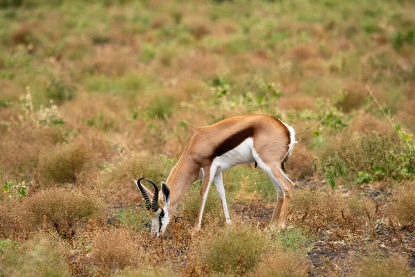 Antílope Springbok Safari Sudáfrica — Foto de Stock