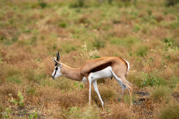 Springbok Antilop Safari Sydafrika — Stockfoto