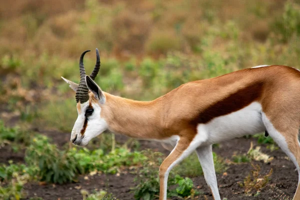 Springbok Antilopen Safari Zuid Afrika — Stockfoto