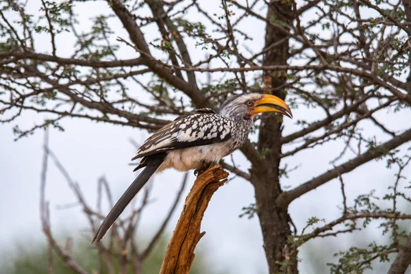 Hermoso Hornbill Pico Amarillo Árbol Sudáfrica — Foto de Stock