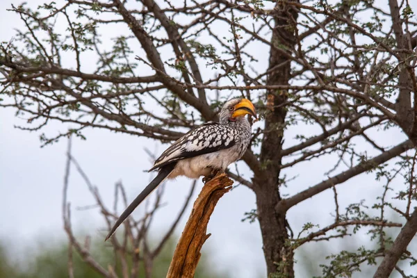 Hermoso Hornbill Pico Amarillo Árbol Sudáfrica — Foto de Stock